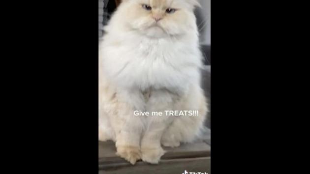 The image shows a fluffy cat.(TikTok/@paige.evanss)