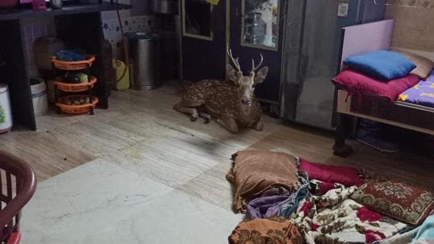 The deer after it fell into a shanty in Powai in Mumbai.(PHOTO/Aaba Kubal and RAWW)