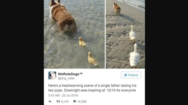 The unusual family is seen waddling around in water and land.(Twitter/@dog_rates)