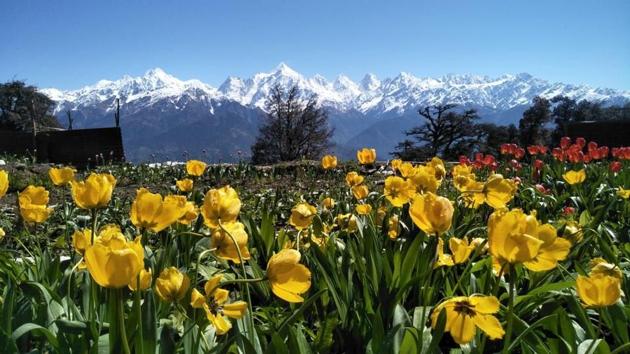 The image shows the beautiful tulip garden. (Twitter/Trivendra Singh Rawat) The image shows the beautiful tulip garden. (Twitter/Trivendra Singh Rawat)