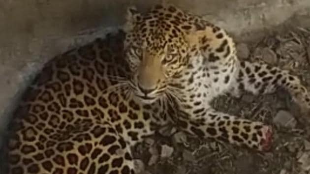 A leopard which was rescued from Tikri village in Morni, Panchkula, succumbed to its injuries on Friday, following which a team of wildlife dept officials has been set up to probe the matter. (Sant Arora/HT) A leopard which was rescued from Tikri village in Morni, Panchkula, succumbed to its injuries on Friday, following which a team of wildlife dept officials has been set up to probe the matter. (Sant Arora/HT)