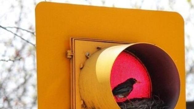 A robin built its nest?in an unlikely place, a traffic light