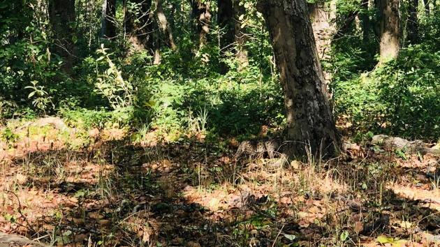 Ramesh Pandey, an Indian Forest Service official, shared the picture on Twitter. Ramesh Pandey, an Indian Forest Service official, shared the picture on Twitter.