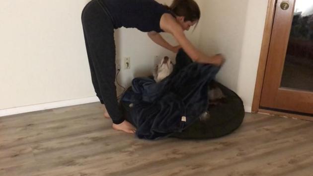 After carefully tucking the doggo in, the pet parent proceeds to hug and kiss him endlessly. (Reddit/@kix-fuse-party) After carefully tucking the doggo in, the pet parent proceeds to hug and kiss him endlessly. (Reddit/@kix-fuse-party)