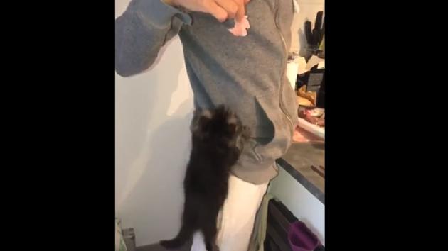 A glimpse of Penelope the kitty’s talent of reaching her target with her climbing skills.(TikTok/@penelopesurtiktok)