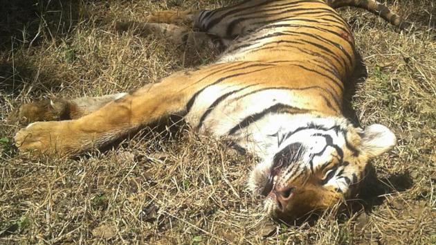 This is the second tiger death reported in the Assam’s Kaziranga National Park this year. (HT File Photo) This is the second tiger death reported in the Assam’s Kaziranga National Park this year. (HT File Photo)