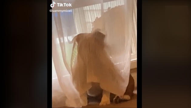 This is what happens every time Spanky decides he isn’t getting enough attention. (TikTok /@sammymiceli) This is what happens every time Spanky decides he isn’t getting enough attention. (TikTok /@sammymiceli)