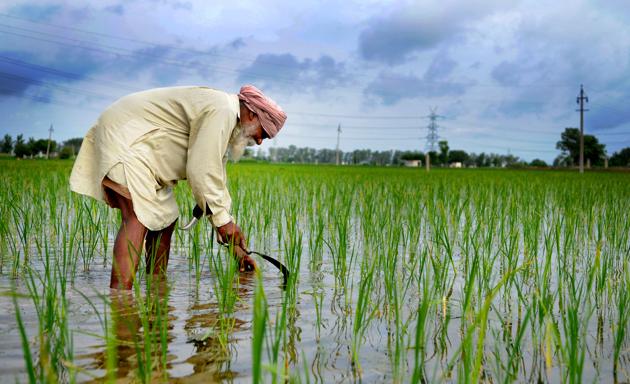 (A farmer had submitted a written complaint to the Ludhiana deputy commissioner stating that he was sold seeds of PR 128 paddy seeds at Rs 200 per kilogram.)