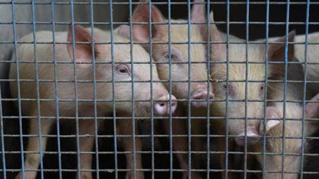 The African Swine Fever has been reported in 10 districts of Assam.(Sanjeev Sharma/HT Photo)