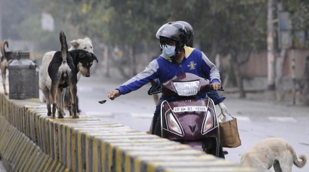 Be respectful of the strays and do not feed them in the middle of the roads. This confuses them into thinking that every passing car is a feeder.(Photo: Sunil Ghosh/HT)