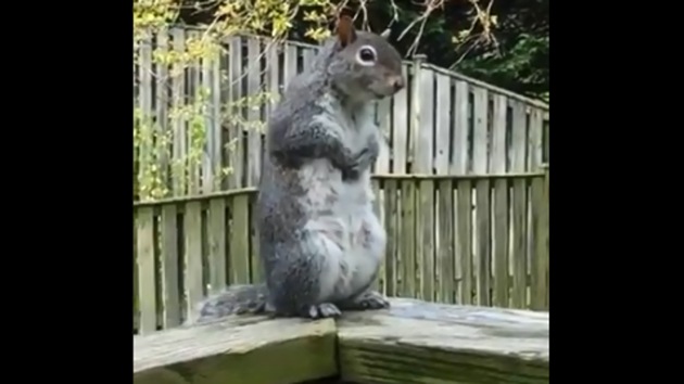 The image shows the squirrel on a wooden railing.(Twitter/@Saket_Badola)
