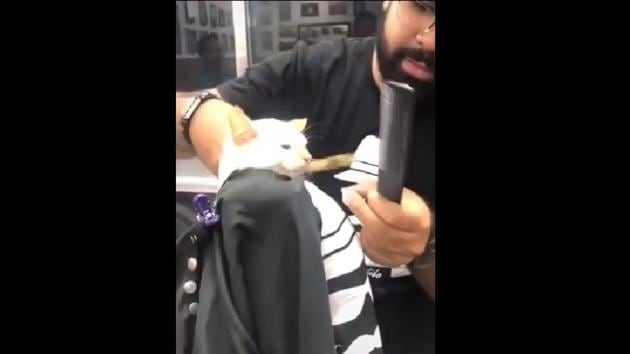 The clip shows a white feline sitting on a chair with a black cape. (TikTok) The clip shows a white feline sitting on a chair with a black cape. (TikTok)