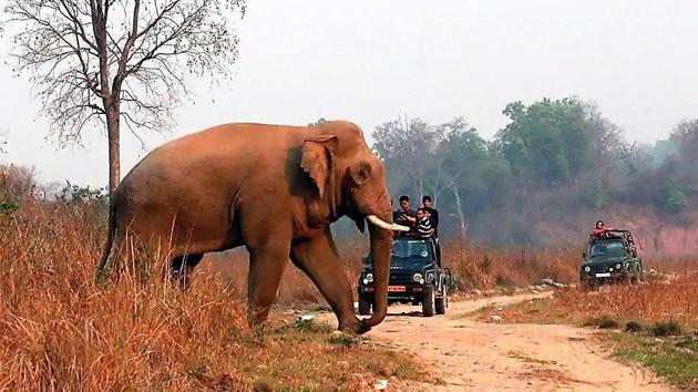 Corbett National park id one of the biggest tourism hotspots in Uttrakhand.(HT PHOTO)