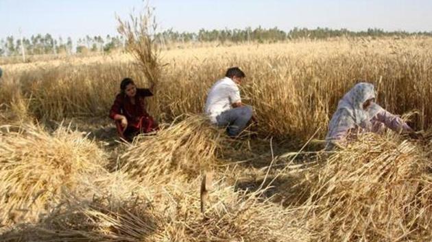 The state is poised to implement a broad plan that will suggest which crops should be grown, depending on where farmers are located. (Manoj Dhaka/HT file photo. Representative image) The state is poised to implement a broad plan that will suggest which crops should be grown, depending on where farmers are located. (Manoj Dhaka/HT file photo. Representative image)