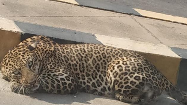 The leopard lying by a road divider before it entered a farmhouse on the outskirts of Hyderabad. (HT PHOTO) The leopard lying by a road divider before it entered a farmhouse on the outskirts of Hyderabad. (HT PHOTO)