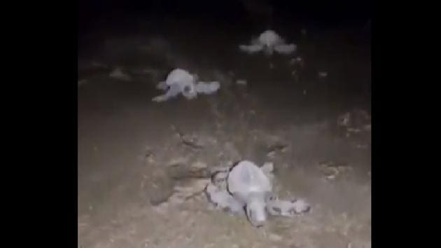 Clip of baby Olive Ridley turtles.(Twitter/@DrPramodPSawant)