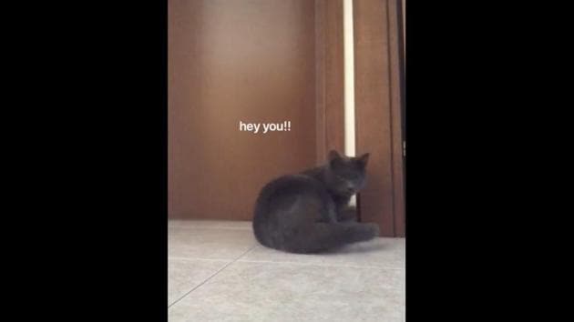 Furry feline Haruka thinks up a storm while waiting for his hooman.(TikTok/@itsvinty)