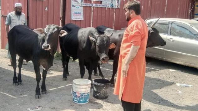A group of Muslim youth attached to the Mazhar food bank in Kondhwa are feeding stray cattle in the area daily.(HT PHOTO) A group of Muslim youth attached to the Mazhar food bank in Kondhwa are feeding stray cattle in the area daily.(HT PHOTO)