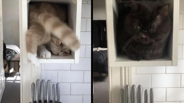 The image shows the cats in the shelf. (TikTok/@dreymo) The image shows the cats in the shelf. (TikTok/@dreymo)