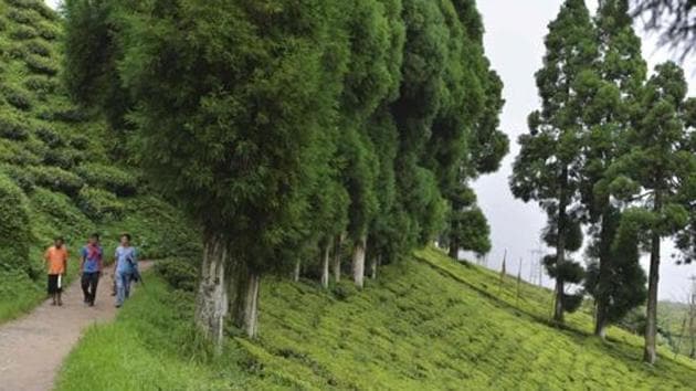 The tea plantations say they are already being approached by migrant workers who have returned for work. (AFP Photo/File) The tea plantations say they are already being approached by migrant workers who have returned for work. (AFP Photo/File)
