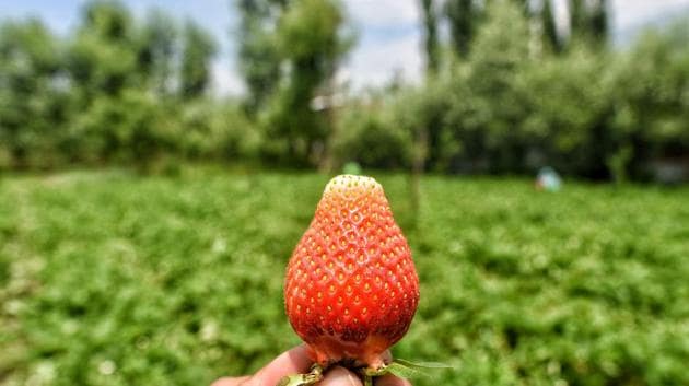 Feroz Ahmad, a farmer who lives on the outskirts of Srinagar expects a major loss this year due to the coronavirus pandemic. “Last year I would get ₹ 350 for a tray weighing 2.5 kilograms, but this year it has already dropped to ₹ 200 – 250 for the same. The shops are closed so the demand is very less,” Ahmad told the photographer. (Waseem Andrabi / HT Photo)
