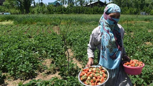 A farmer carries freshly harvested strawberries from the field to the sorting and packing area. Another farmer Ghulam Nabi Dar said that the situation is grim even though his harvest has increased this year to 370 trays as compared to 350 last year. “The buying capacity of people has gone down. People want to save as much money so that they can survive the lockdown. When there is no capacity to buy basic food, how will people buy fruits?” said Dar. (Waseem Andrabi / HT Photo)
