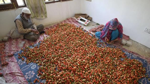 Freshly harvested strawberries are sorted and then packed in batches on a farm. “The customers are telling us that the market is down and the situation is bad. I am now taking my produce to the market myself in small quantities,” Dar told the photographer. (Waseem Andrabi / HT Photo)