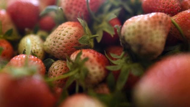 Strawberry farming was introduced in the valley due to its favourable climate conditions and it aids in employment generation for locals in Zakura, Gaasu and Khimber areas, which are situated on the outskirts of Srinagar. (Waseem Andrabi / HT Photo)
