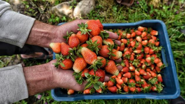 A farmer with a basket of freshly harvested strawberries from a farm in Gassu village on the outskirts of Srinagar. Strawberries, one of the first horticulture crops of the season in Kashmir are ready for plucking, but the sales have been low owing to the lockdown, thus leaving the farmers staring at significant losses this year. (Waseem Andrabi / HT Photo)