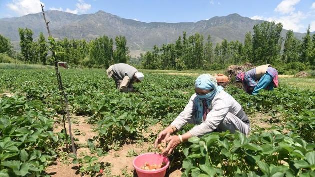 A group of farmers harvest strawberries on a farm in Gassu village on the outskirts of Srinagar. (Waseem Andrabi / HT Photo)