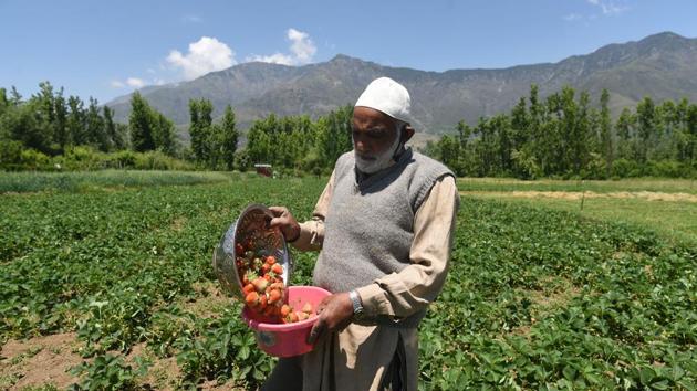 Farmers in Gassu village said that the harvest was similar to last year but the sales very low due to the lockdown restrictions. (Waseem Andrabi / HT Photo)
