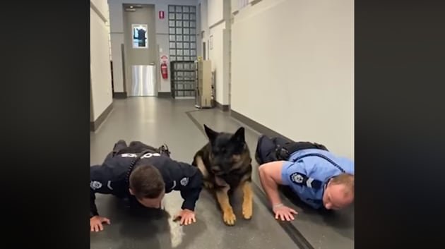 The image shows the dog with its two human colleagues.(Facebook/Western Australia Police Force)