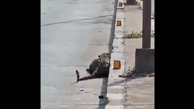 The motorists passing through Katedan underbridge were shocked to find the leopard resting besides the road.(Twitter/@prashantchiguru)