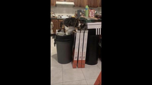 The cat’s investigation only went from south from here. (TikTok/@mooonini) The cat’s investigation only went from south from here. (TikTok/@mooonini)