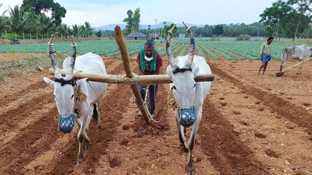 Farmer Kannaiyan Subramaniam seen at work in his field at the Tamil Nadu – Karnataka border. (HT Photo) Farmer Kannaiyan Subramaniam seen at work in his field at the Tamil Nadu – Karnataka border. (HT Photo)