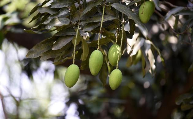 It’s a double whammy for mango growers. Not only are they battling the lockdown effect on the mango crop but also there is less produce this year.(Dheeraj Dhawan/HT Photo)