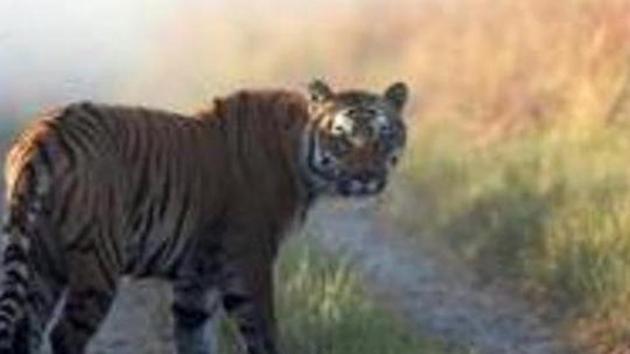 Though the forest officials have spotted the tiger through night vision cameras and drones, it is yet to be caught.(AP File / Photo used for representational purpose only)