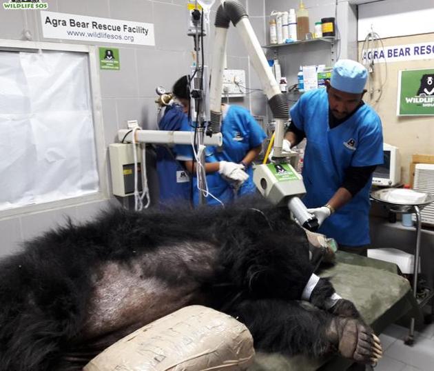 Veterinarians performing dental X-ray on a Sloth bear. (PHOTO: WILDLIFE SOS) Veterinarians performing dental X-ray on a Sloth bear. (PHOTO: WILDLIFE SOS)