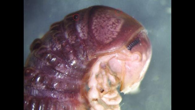 The newly discovered parasitic fungus has now been given the name Troglomyces twitteri. (Twitter/@derekhennen) The newly discovered parasitic fungus has now been given the name Troglomyces twitteri. (Twitter/@derekhennen)