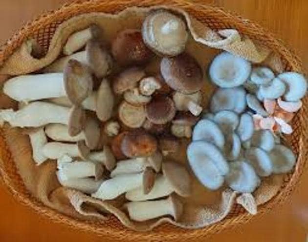 The mushrooms can be used in pickles, powder and medicines. Their cultivation has also provided women with a direct source of employment. (REPRESENTATIVE IMAGE/HT) The mushrooms can be used in pickles, powder and medicines. Their cultivation has also provided women with a direct source of employment. (REPRESENTATIVE IMAGE/HT)