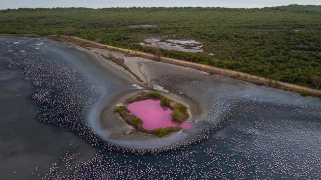 The emergence of a deep pink colour at one closed section of the Talawe wetlands in NRI Complex, Navi Mumbai, has been identified as rare and first of its kind occurrence by Bombay Natural History Society. While they are not sure of what may have caused it, they presume that this type characteristic colouration of the water happens due to microscopic algae and bacteria that produce beta-carotenoids that flamingos feed on giving them an orangish-pink colouration. Also evaporation due to rising humidity and salinity is also an added factor in Mumbai.(Pratik Chorge/HT Photo)