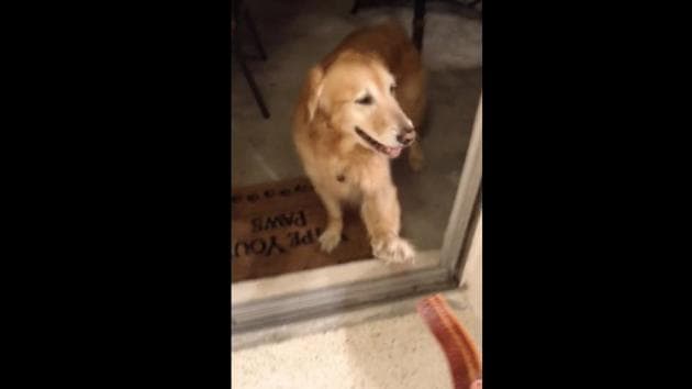 The image shows the ‘intelligent’ doggo. (Reddit/@whutup007) The image shows the ‘intelligent’ doggo. (Reddit/@whutup007)