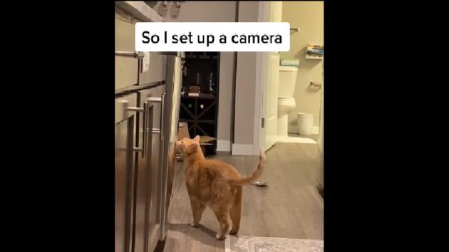 The clip posted on the cat’s TikTok account shows Jack the cat in the kitchen. (TikTok/@jackiwiz) The clip posted on the cat’s TikTok account shows Jack the cat in the kitchen. (TikTok/@jackiwiz)
