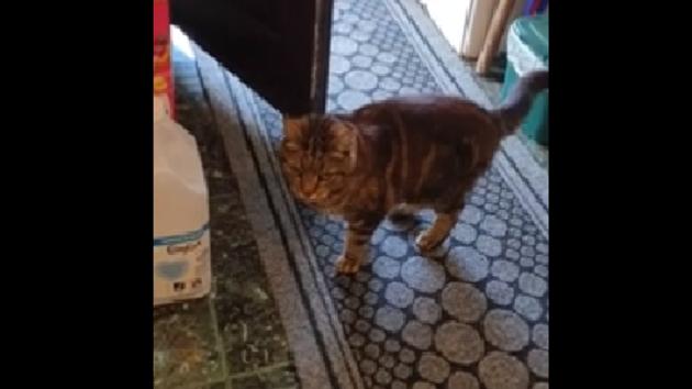 A clip posted on Reddit shows a cat roaming nonchalantly in its neighbour’s house.(Reddit)