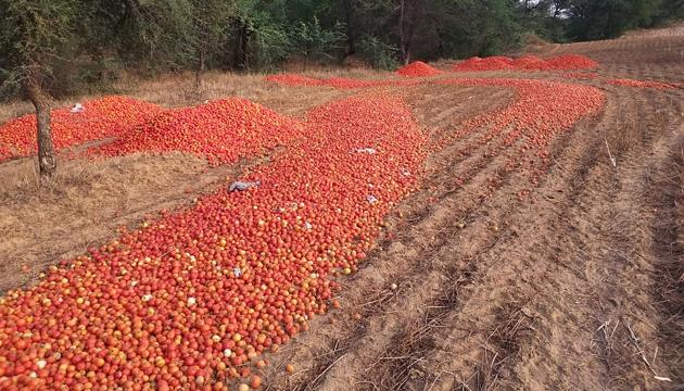 Tomato crop dumped in fields by farmers protesting against a lack of fair prices at Bhiwani's Kharkhari Makhwan, on Monday. (MANOJ DHAKA/HT) Tomato crop dumped in fields by farmers protesting against a lack of fair prices at Bhiwani's Kharkhari Makhwan, on Monday. (MANOJ DHAKA/HT)