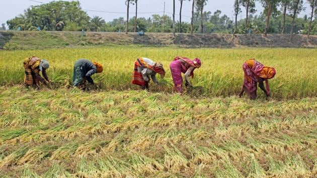 Farmers harvest crops at a field, during the ongoing Covid-19 nationwide lockdown at Parui in Birbhum district.(PTI)
