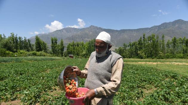 A farmer carrying freshly harvested strawberries at a farm in Gassu on the outskirts of Srinagar, Jammu and Kashmir.(Waseem Andrabi / Hindustan Times)