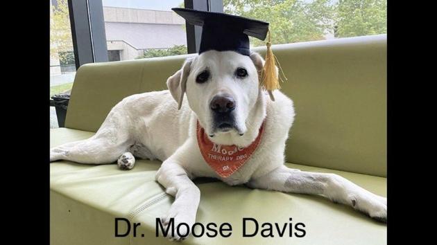 Meet Moose, a therapy doggo, who has been part of the Virginia Tech family since 2014. (Instagram/@vttherapydogs) Meet Moose, a therapy doggo, who has been part of the Virginia Tech family since 2014. (Instagram/@vttherapydogs)