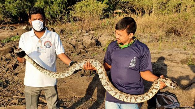 The 6.5-foot-long python which was rescued from Lokmanya Nagar in Thane. (HT Photo) The 6.5-foot-long python which was rescued from Lokmanya Nagar in Thane. (HT Photo)