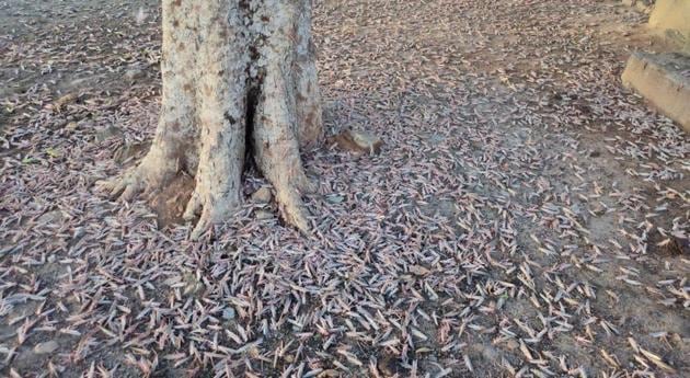 Locusts in Pratapgarh after control operation on Tuesday.(HT Photo)